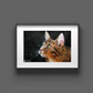Aquarell Portrait Bild Künstler Aquarellmalerei Gesicht Abstrakt Moderne Wasserfarben Gemälde Foto als Aquarelle Zeichnung katze malen lassen